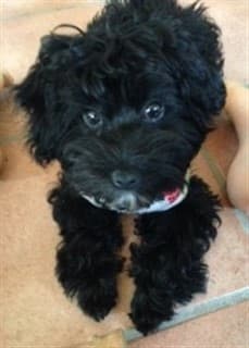 cute-black-maltipoo
